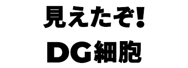 景品内容